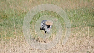 slow motion grey crowned crane pecking grass at masai mara