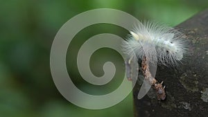 Slow motion a hairy caterpillar Lophocampa caryae, hickory halisidota wild