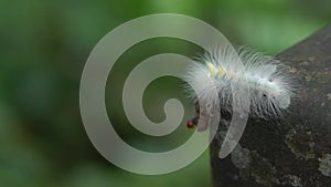 Slow motion a hairy caterpillar Lophocampa caryae, hickory halisidota wild