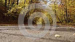 Slow motion handheld shot of autumn forest road