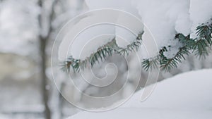 Slow motion handheld shot of blue spruce twigs covered by snow