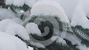 Slow motion handheld shot of blue spruce twigs covered by snow