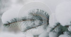 Slow motion handheld shot of blue spruce twigs covered by snow