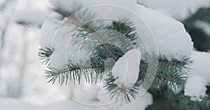 Slow motion handheld shot of blue spruce twigs covered by snow