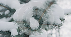 Slow motion handheld shot of blue spruce twigs covered by snow