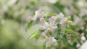 Slow motion handheld shot of spring tender apple flowers closeup shot
