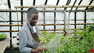 Slow motion of handsome African American guy watering plants in greenhouse