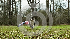 Slow motion of happy border collie dog running and playing outside and carrying the US American flag.