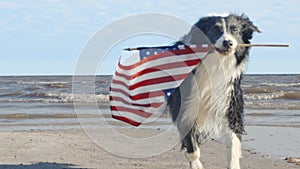 Slow motion of happy border collie dog running and playing outside and carrying the US American flag.