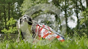 Slow motion of happy border collie dog running and playing outside and carrying the US American flag.