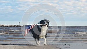 Slow motion of happy border collie dog running and playing outside and carrying the US American flag. Patriotic concept for 4th of