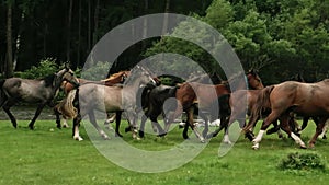 Slow motion. A herd of horses runs through the forest along the river.