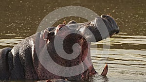 Slow Motion of Hippo Yawning Opening Mouth Wide Open Showing Teeth, African Wildlife Masai Mara Rive