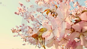 Slow motion of honey bees pollinating pink cherry blossoms. Swaying in the wind blue sky japan. Spring cherry blossoms