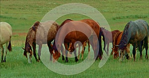 Slow motion. Horses eat fresh green grass. A herd of beautiful free horses graze on a green meadow.The concept of wild