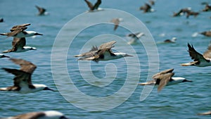 Slow motion of the huge flock of seabirds flying to seeking food