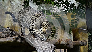 Slow-motion of jaguar resting in the forrest