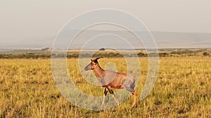 Slow Motion of Kenya Animals, Topi in Beautiful Savannah Landscape Scenery in Masai Mara in Africa,