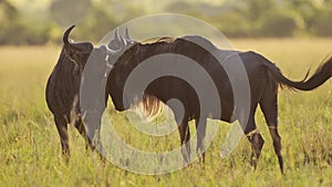 Slow Motion of Kenya Wildlife, Wildebeest Grazing Grass in African Savannah Plains Landscape Scenery