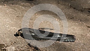 Slow motion of a large black snake writhing on a rock looking into the camera sticks out its tongue.