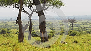 Slow Motion of Leopard Walking Prowling and Stalking Through Long Grass Towards a Tree, Masai Mara A