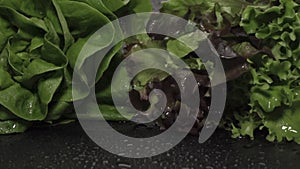 Slow motion. Lettuce leafs. Fresh verdure salad falling down on wet dark surface
