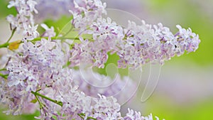 Slow motion. Lilac flowers bunch background. Violet lilac blooming background. Beautiful and charming lilac with