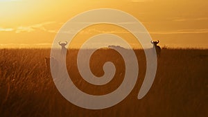 Slow Motion of Lion Hunting in Africa, Lioness on Hunt for Wildebeest in Orange Sunset in Long Grass