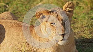 Slow Motion of Lion, Lioness Female African Wildlife Safari Animal in Africa, Maasai Mara in Kenya,