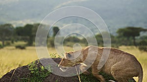 Slow Motion of Lion Playing and Running on Termite Mound in Africa, Lioness in Masai Mara, Kenya, Ch