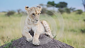 Slow Motion of Lioness in Maasai Mara, Kenya, Lion in Africa on Masai Mara African Wildlife Safari,