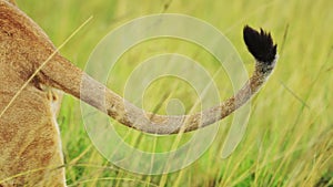 Slow Motion of Lions Tail Close Up Detail Shot, Female Lioness Walking in Long Grass, Africa Wildlif