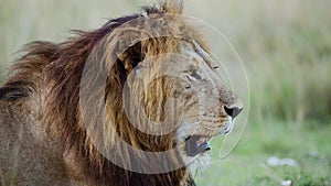 Slow Motion of Maasai Mara Male lion Close Up Portrait, African Wildlife in Kenya, Africa, Beautiful