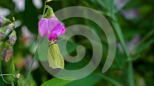 Slow motion macro shot of a yellow and green common brimstone butterfly feeding from sweat pea flower