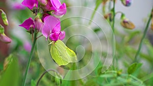 Slow motion macro shot of a yellow and green common brimstone butterfly feeding from sweat pea flower (