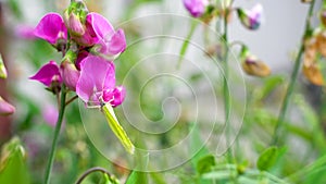 Slow motion macro shot of a yellow and green common brimstone butterfly feeding from sweat pea flower (