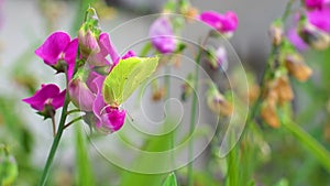 Slow motion macro shot of a yellow and green common brimstone butterfly feeding from sweat pea flower