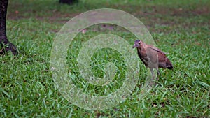 Slow motion Malayan night heron hunting a earthworm for eat in Park Taipei