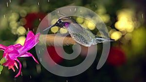 Slow motion male hummingbird visits pink flower on rainy day