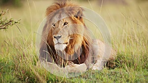 Slow Motion of Male lion, African Wildlife Safari Animal in Maasai Mara National Reserve in Kenya, A