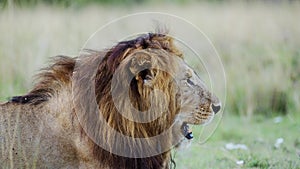 Slow Motion of Male lion Close Up Portrait in Maasai Mara National Reserve, African Wildlife in Keny