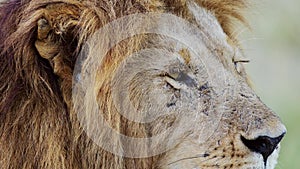 Slow Motion of Male lion eye close up animal detail, African Safari Wildlife in Maasai Mara National