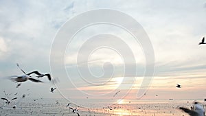 Slow motion of many seagull flying very close to camera with sunset background