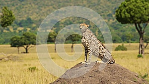 Slow Motion of Masai Mara African Animals, a Cheetah on Termite Mound Hunting and Looking Around in