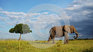 Slow Motion of Masai Mara African Elephant, Africa Wildlife, Big Large Male Bull Elephant in Kenya,