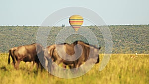 Slow Motion of Masai Mara Hot Air Balloon Flight Ride in Africa, Flying Over Wildlife and Safari Ani