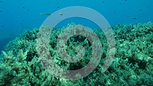 Slow motion. Mediterranean chromis fish Chromis chromis swims over rocky seabed covered withe Brown Seaweed Cystoseira. Camera