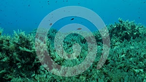 Slow motion. Mediterranean chromis fish Chromis chromis swims over rocky seabed covered withe Brown Seaweed Cystoseira. Camera