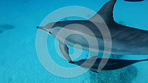 Slow motion, mom obscures the baby dolphin swimming under surface in the blue water.