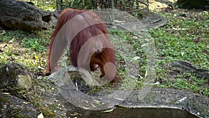 Slow Motion of mother and baby bornean orangutan drink water in a fount park